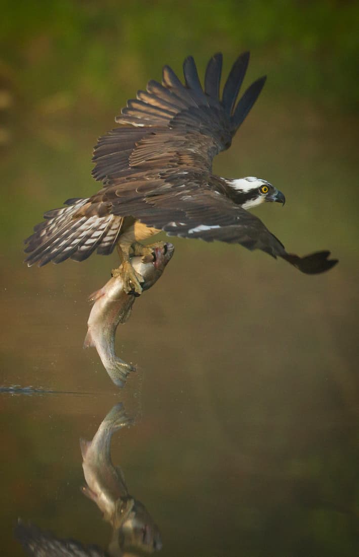 Osprey flying