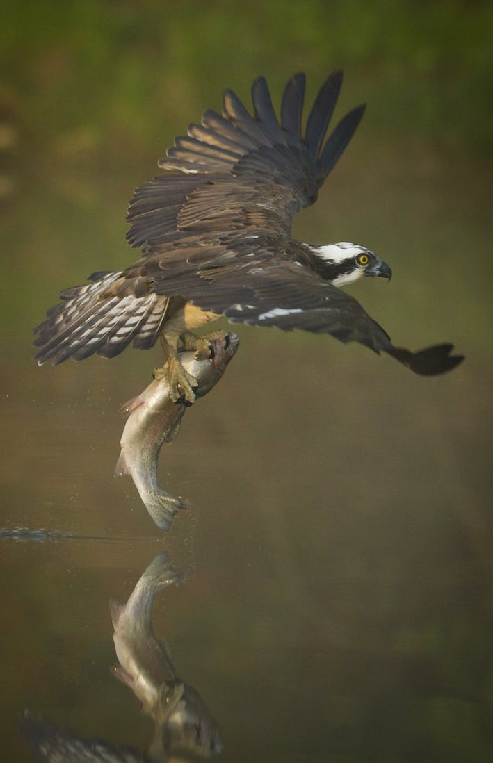 Osprey flying